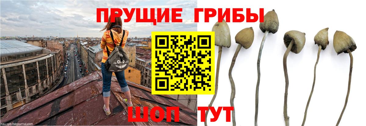 Галлюциногенные грибы GOLDEN TEACHER Нефтекамск